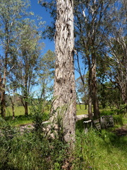 Eucalyptus dorrigoensis