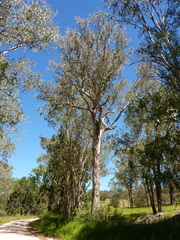 Eucalyptus dorrigoensis