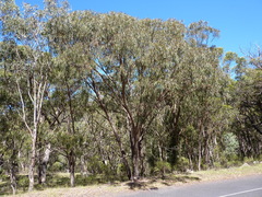 Eucalyptus banksii