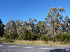 Eucalyptus nova-anglica