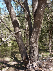 Eucalyptus banksii