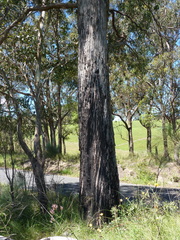 Eucalyptus nicholii
