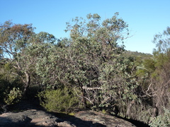 Eucalyptus boliviana