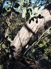Eucalyptus boliviana