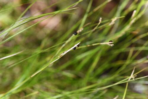 Carex alba, photograph 6