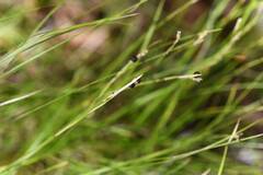 Carex alba, photograph (c) Matteo Martini, some rights reserved (CC BY)