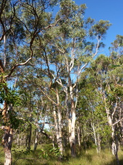 Eucalyptus seeana