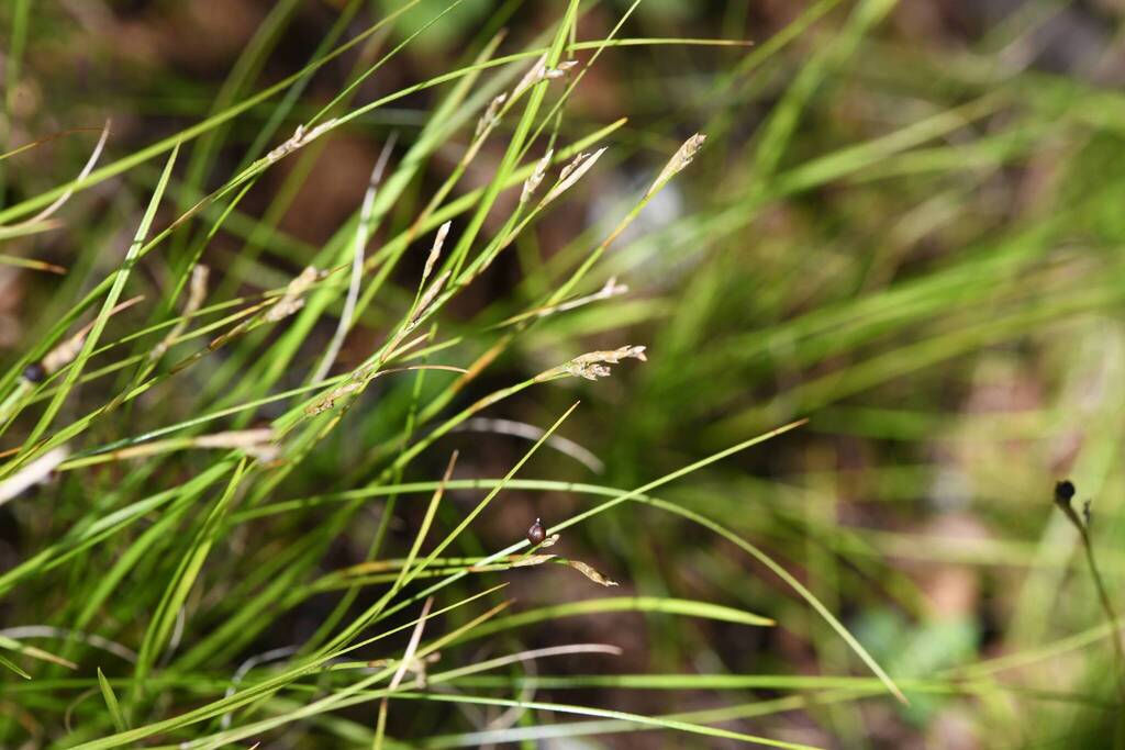 Carex alba; photograph (c) Matteo Martini, some rights reserved (CC BY)