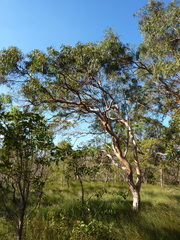 Eucalyptus seeana