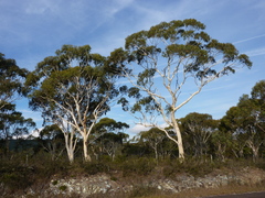 Eucalyptus elliptica