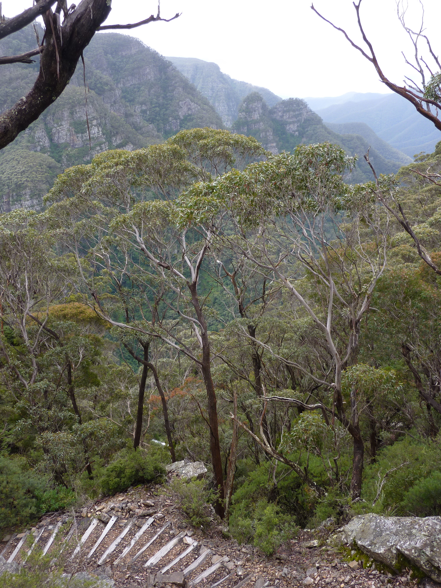 Eucalyptus blaxlandii