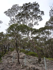 Eucalyptus blaxlandii