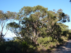 Eucalyptus scias scias