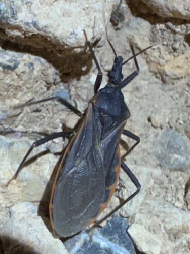 Triatoma rubida