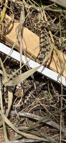 Checkered Garter Snake