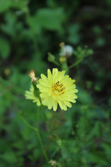 Pyrrhopappus pauciflorus