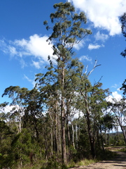 Eucalyptus badjensis