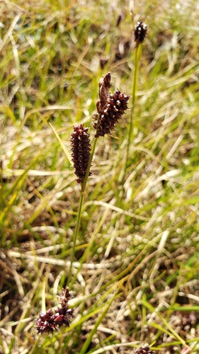 Carex rotundata, 2026-07-25
