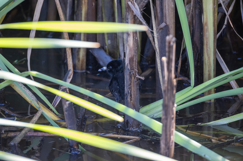Virginia Rail