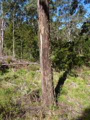Eucalyptus badjensis