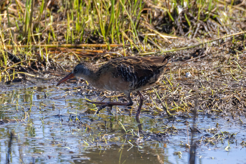 Virginia Rail