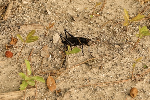 Eastern Lubber Grasshopper