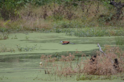 African Jacana