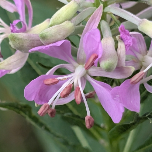 fireweed