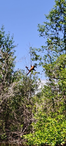 Guianan Red Howler Monkey