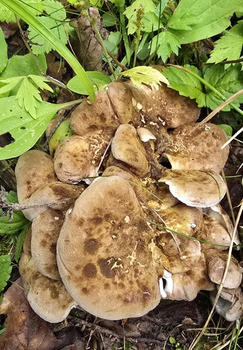 Laeticutis cristata