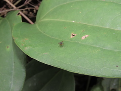 Teleopsis quadriguttata