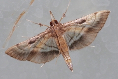 Cnaphalocrocis pilosa