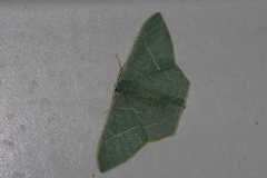 Pelagodes proquadraria