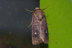 Athetis lineosella