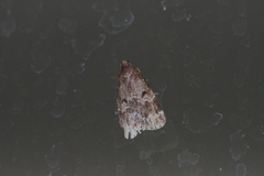 Hydrillodes pacifica