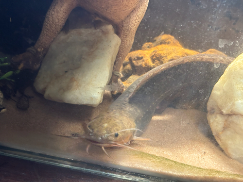 Snake Catfish