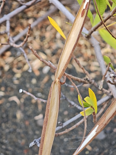Periploca laevigata, photograph 3