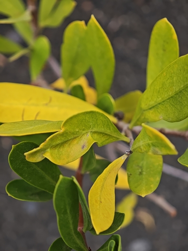 Periploca laevigata, photograph 5