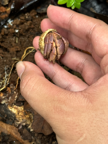 Purple Hermit Crab