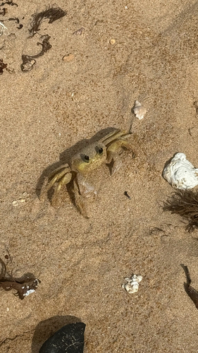 Atlantic Ghost Crab