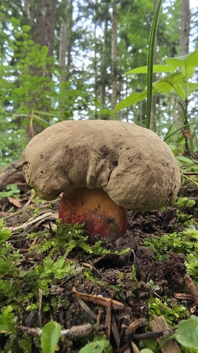 Bitter Beech Bolete