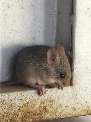 Red-nosed Mouse