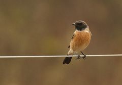 Saxicola maurus