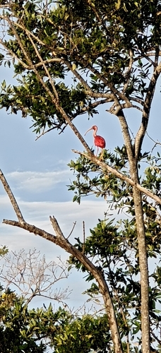Scarlet Ibis