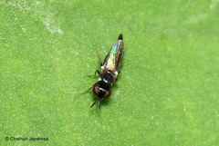 Neoloxotaenia