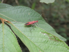 Cutocoris russatus