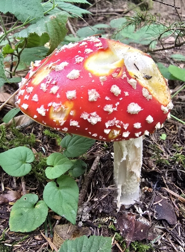 Fly Agaric