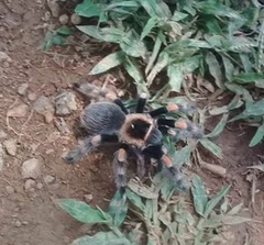 Brachypelma hamorii