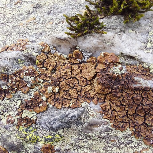 Acarospora fuscata