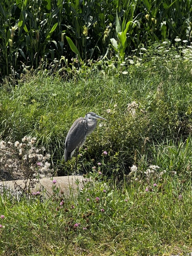 Great Blue Heron